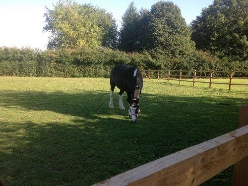 Ravencar Farm B&B Mosborough Eksteriør bilde